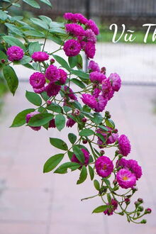 D&agrave;nh Trọn Phần Đời C&ograve;n Lại Ở B&ecirc;n Nhau